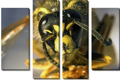 Пчела (Bee)
