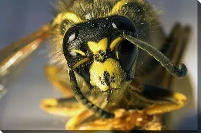 Пчела (Bee)