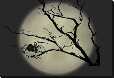 Паук (Spider) №3