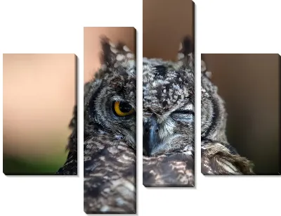 Модульная картина Сова (Owl) №9