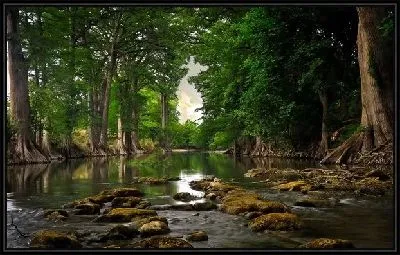 Картина Лес (Forest) №48
