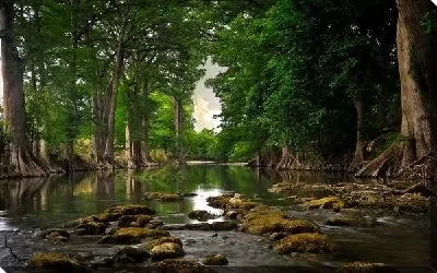 Постер Лес (Forest) №48