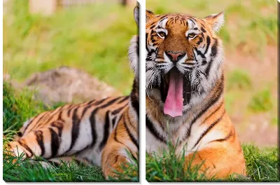 Модульная картина Тигр (Tiger) №15