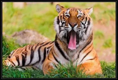 Картина Тигр (Tiger) №15