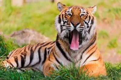Плакат Тигр (Tiger) №15