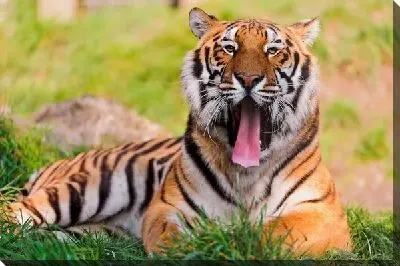 Постер Тигр (Tiger) №15