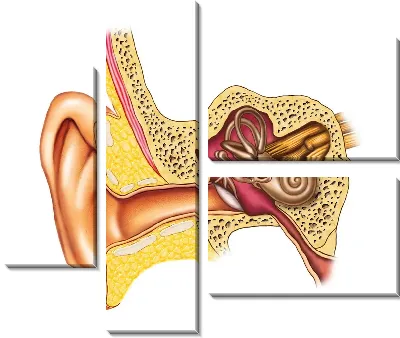 Модульная картина Ухо (Ear)