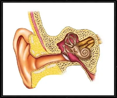 Ухо (Ear)