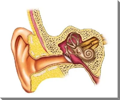 Ухо (Ear)