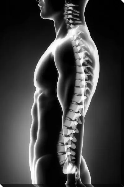 Постер Позвоночник (Spine)