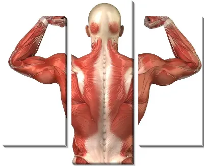 Модульная картина Мышцы (Muscles)