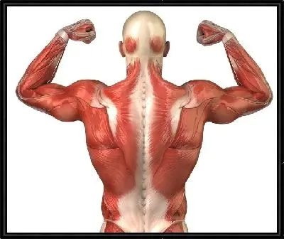 Картина Мышцы (Muscles)