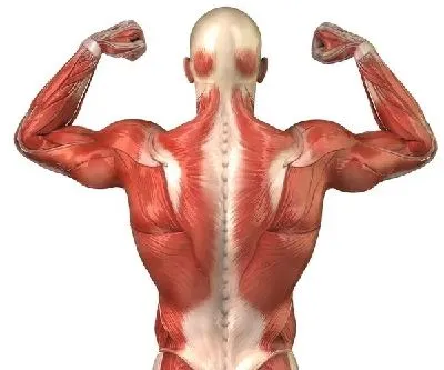 Плакат Мышцы (Muscles)