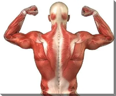 Постер Мышцы (Muscles)