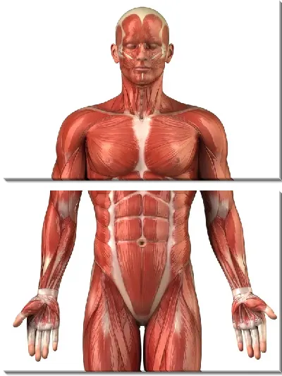 Модульная картина Мышцы (Muscles) №2