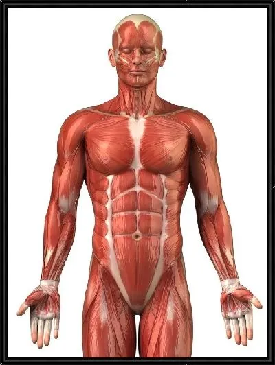 Картина Мышцы (Muscles) №2