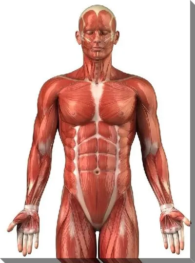 Постер Мышцы (Muscles) №2