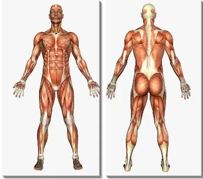 Модульная картина Мышцы (Muscles) №3