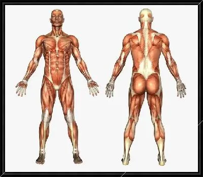 Картина Мышцы (Muscles) №3