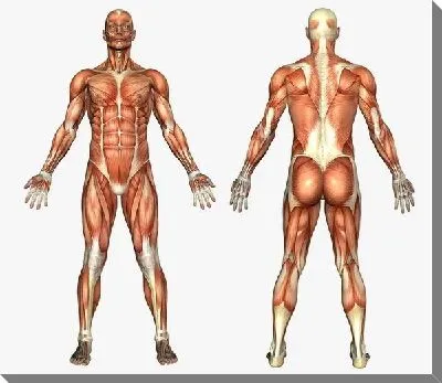 Постер Мышцы (Muscles) №3