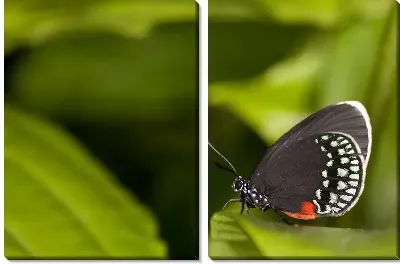 Модульная картина Бабочка (Butterfly) №2