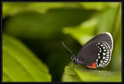 Картина Бабочка (Butterfly) №2