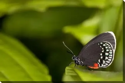 Постер Бабочка (Butterfly) №2