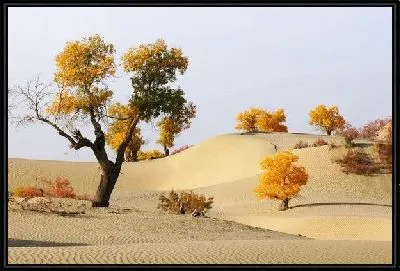Картина Пустыня (Desert) №3