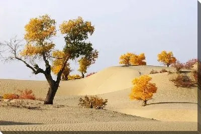 Постер Пустыня (Desert) №3