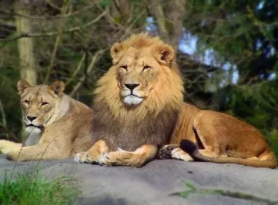 Плакат Львы (Lions)