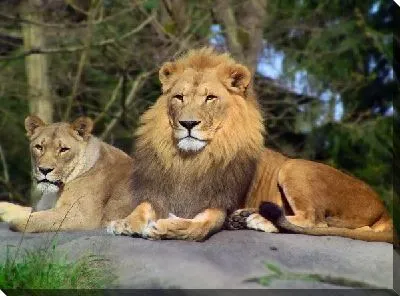 Постер Львы (Lions)