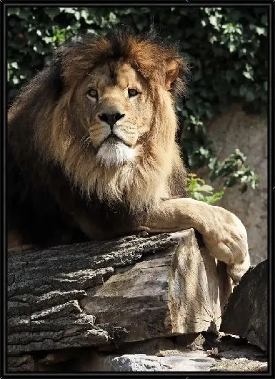 Картина Лев (Lion) №5
