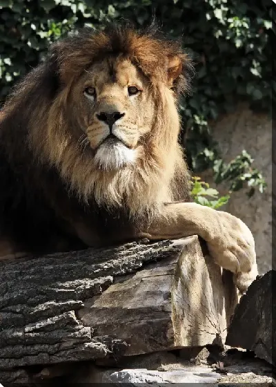 картина