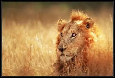 Картина Лев (Lion) №6