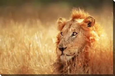 Постер Лев (Lion) №6