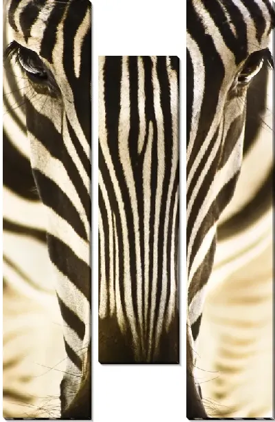 Модульная картина Зебра (Zebra) №3