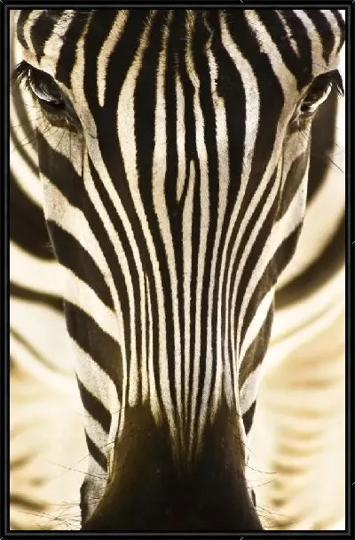 Картина Зебра (Zebra) №3
