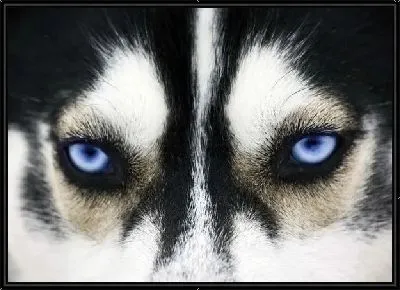 Картина Собака (Dog) №13