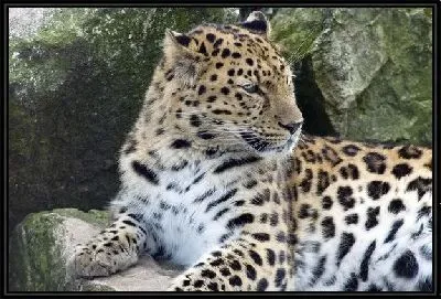 Леопард (Leopard) №8