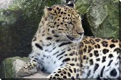 Леопард (Leopard) №8