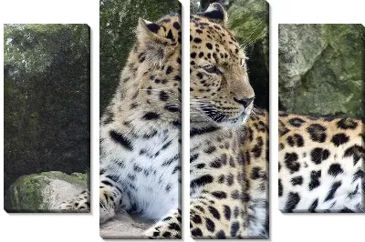 Леопард (Leopard) №8