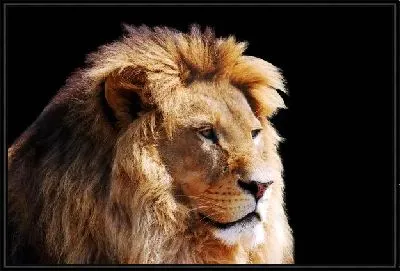 Картина Лев (Lion) №8