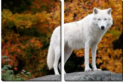 Модульная картина Волк (Wolf) №2