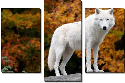 Модульная картина Волк (Wolf) №2