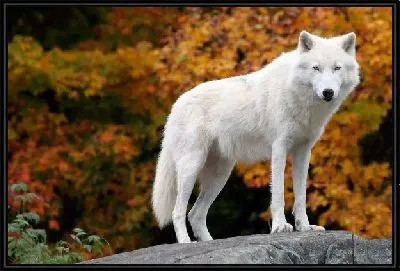 Картина Волк (Wolf) №2