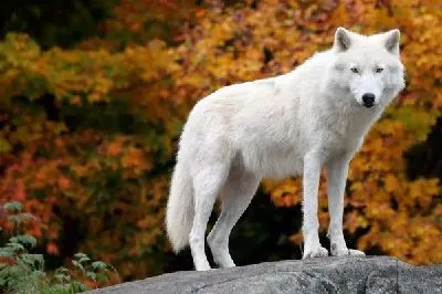 Плакат Волк (Wolf) №2