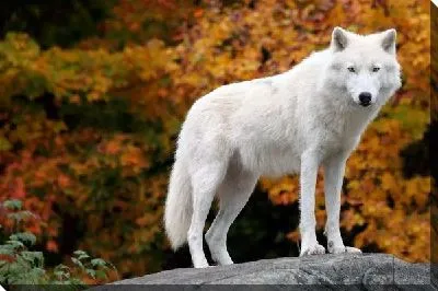 Постер Волк (Wolf) №2