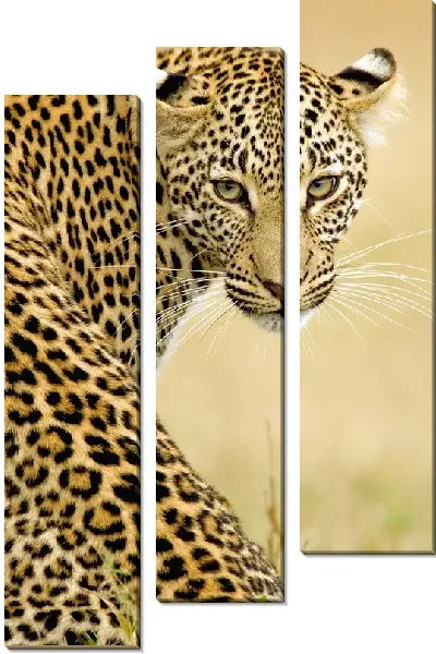 Модульная картина Леопард (Leopard) №9