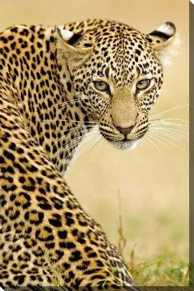 Постер Леопард (Leopard) №9