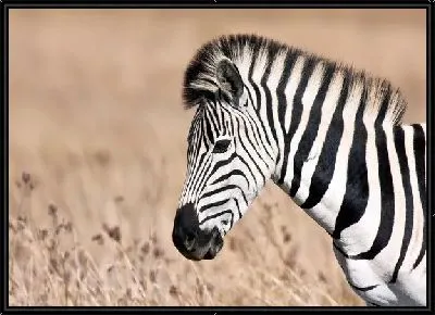 Картина Зебра (Zebra) №4